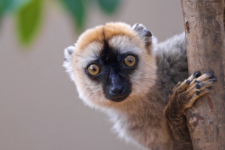 Gesicht von einem Lemur aus Madagaskar