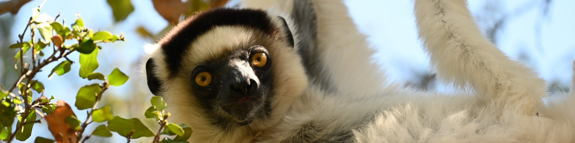 Lemur