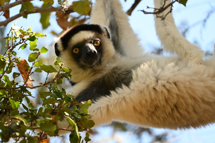 Lemur