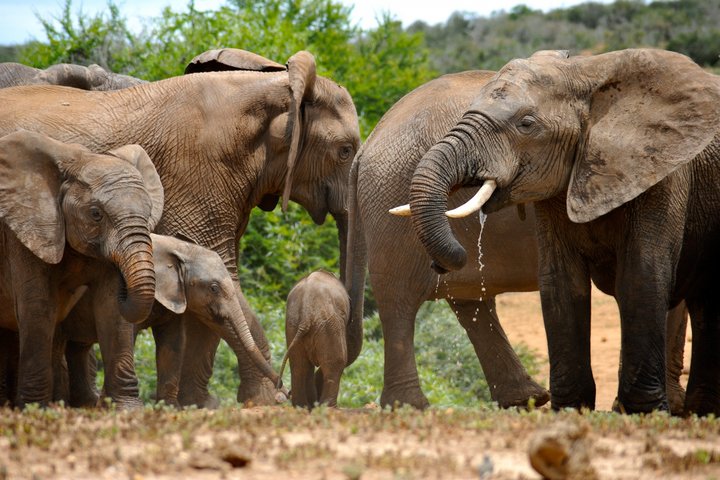 Elefantenfamilie in Südafrika