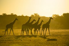 Eine Gruppe Giraffen im Sonnenlicht in Südafrika