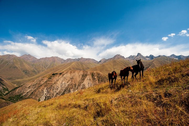 Drei wilde Pferde stehen an einem Hang im Gebirge bei Sary Chelek