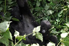 Gorilla Mutter mit Baby in Uganda