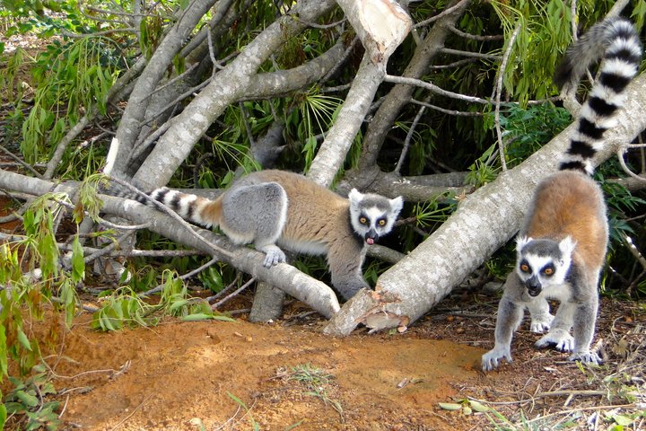 Zwei Lemuren auf Madagaskar