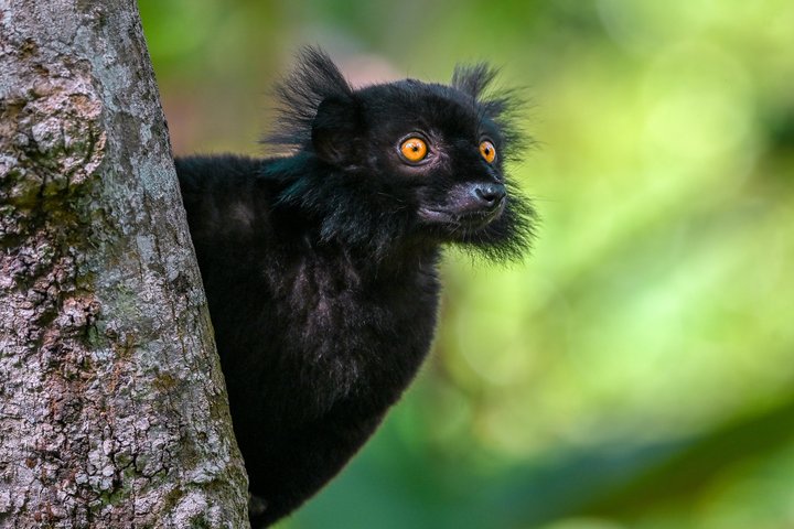 Männlicher Schwarzer Lemur auf Nosy Be