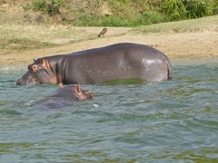 Zwei Flusspferde im Wasser in Uganda