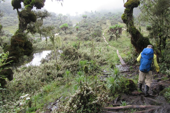 Trekking im Ruwenzori Nationalpark Trekking im Ruwenzori Nationalpark in Uganda