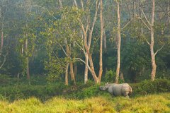 Nashorn im Dschungel des Chitwan Nationalpark in Nepal