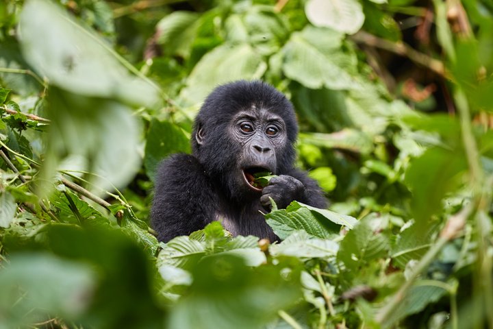 Junger Gorilla im Bwindi Impenetrable Forest-NP