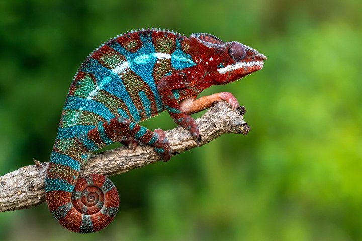Farbiges Pantherchamäleon auf Madagaskar