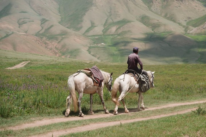 Pferde auf dem Trekking in Kirgistan