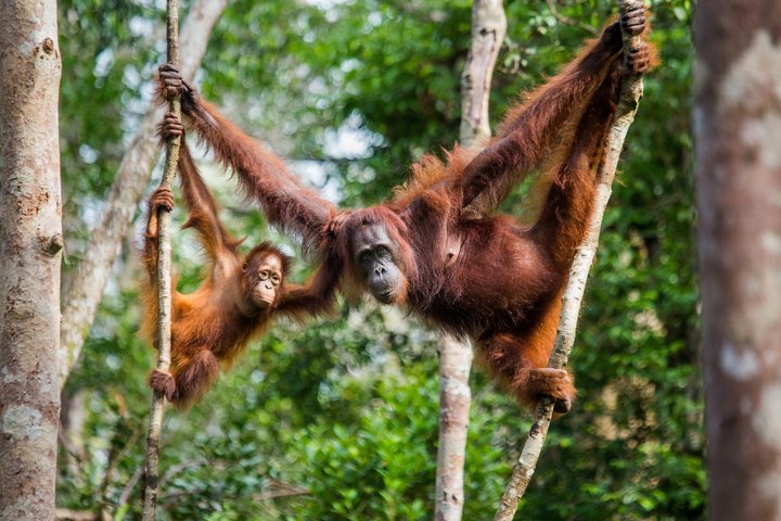 Orang-Utan