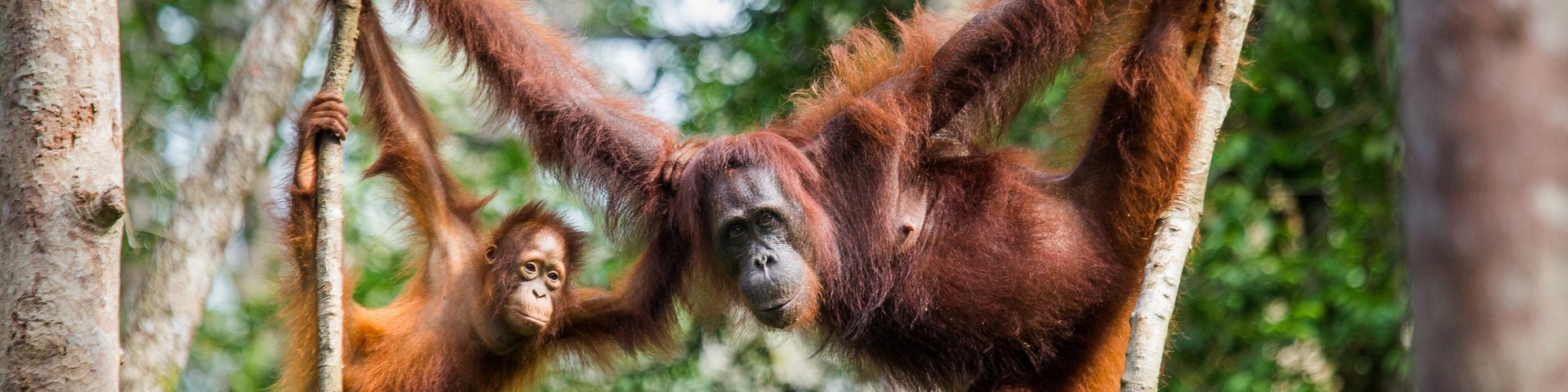 Orang-Utan