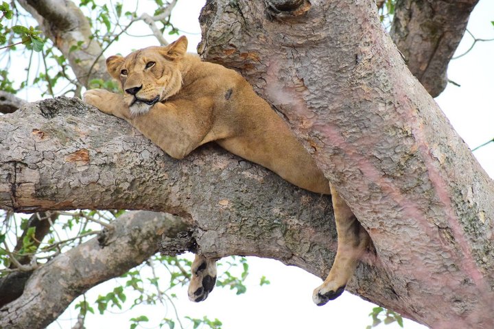 Löwe auf dem Baum im Ishasha Sektor des Queen Elisabeth Nationalparks