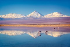 Flamingos im Wasser in der Atacama-Wüste in Chile