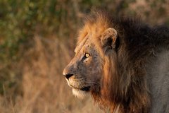 Löwe von der Seite im hohen Gras im Krüger-Nationalpark