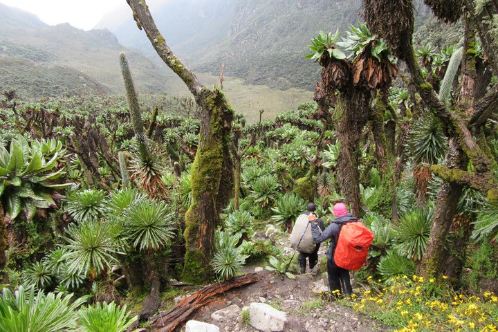 Wanderabenteuer in Uganda & Ruanda
