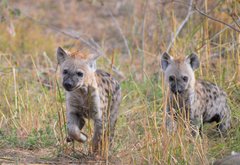 Zwei Hyänenjunge in Südafrika