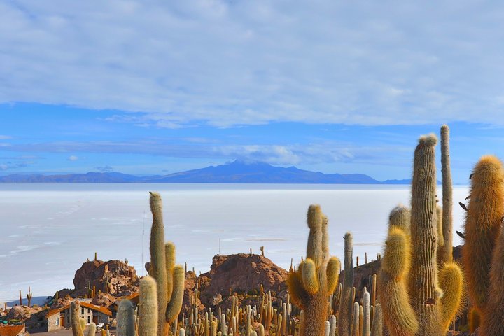 Kakteen vor der Salzwüste Salar de Uyuni in Bolivien