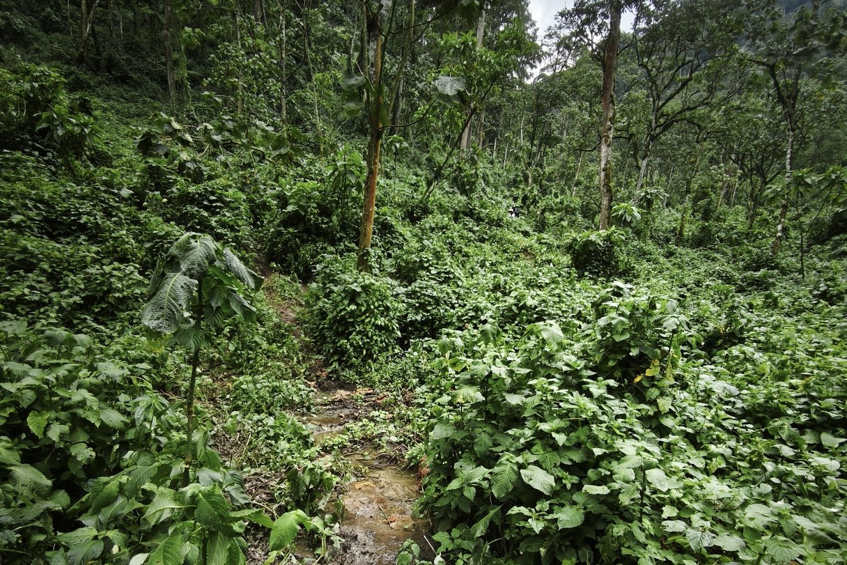 Dschungelpfad auf dem Gorilla-Tracking in Uganda