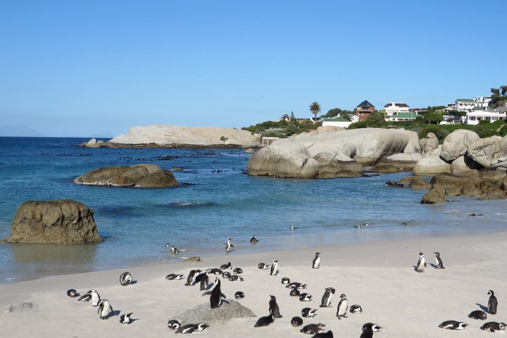 Pinguinkolonie bei Boulders Beach in Südafrika