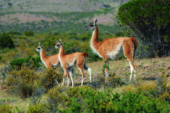 Guanacos in Chile