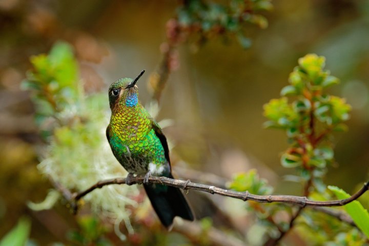 Kolibri im Parque Nacional Natural Chingaza in Kolumbien