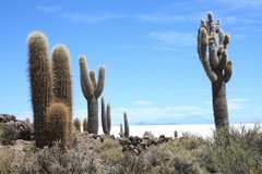 Kaktusinsel am Salar de Uyuni in Bolivien