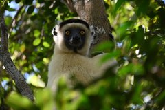 Gesicht von Larvensifaka im Kirindy-Reservat