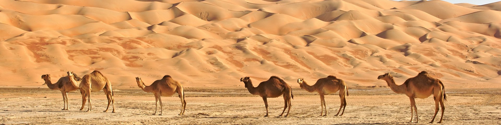 Mehrere Kamele stehen in der Wüste vor Sanddünen im Oman