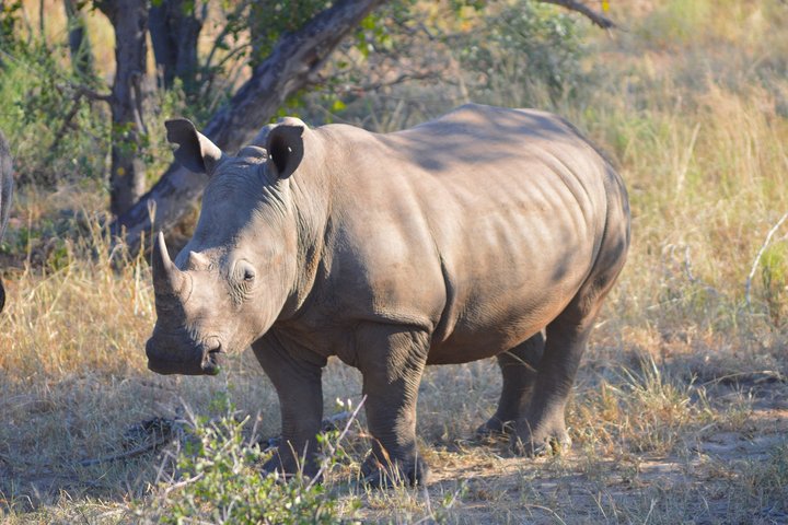 Nashorn in Südafrika