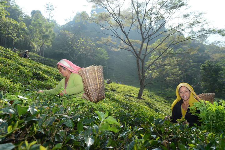 Frauen mit Körben am Rücken pflücken Tee in Sikkimg