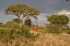 Giraffe in Uganda mit schöner Abendstimmung. 