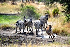 Rennende Zebras in Tansania