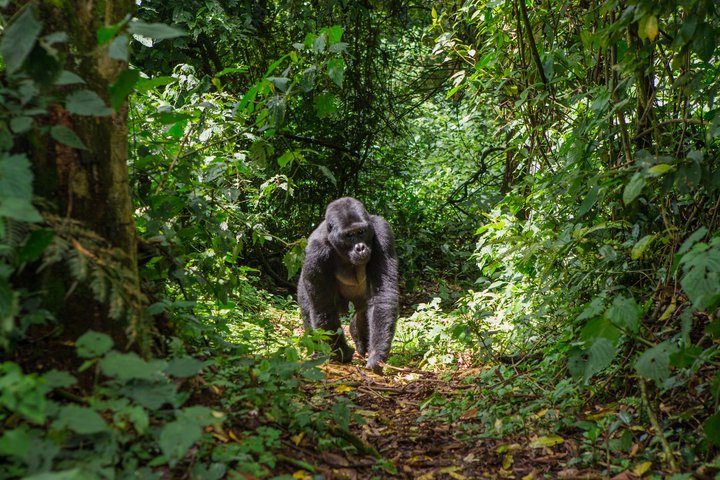 Silberrücken im Bwindi Impenetrable Forest-NP