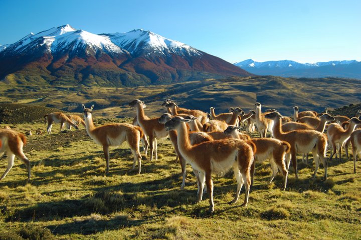 Eine Herde von Guanacos steht auf einer Grasfläche im Torres del Paine Nationalpark