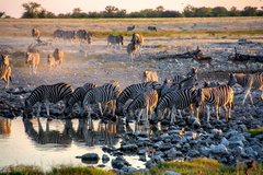 Zebras an Wasserloch im Etosha-Nationalpark
