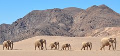 Elefanteherde wandert über trockenes Land in Namibia
