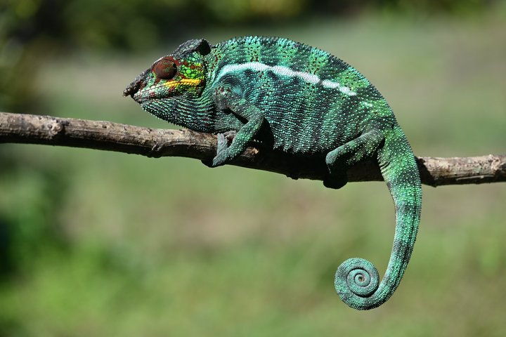 Chamäleon im Lokobe-Reservat