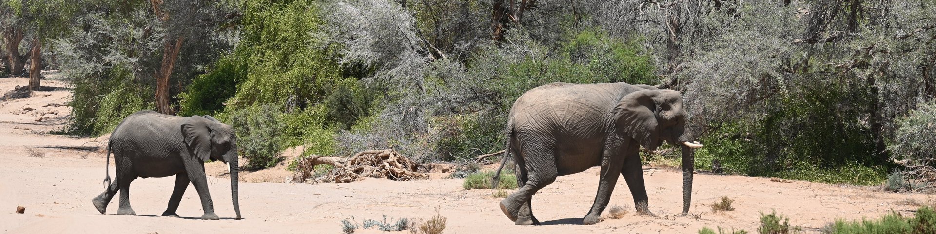 Wüstenelefanten in Namibia