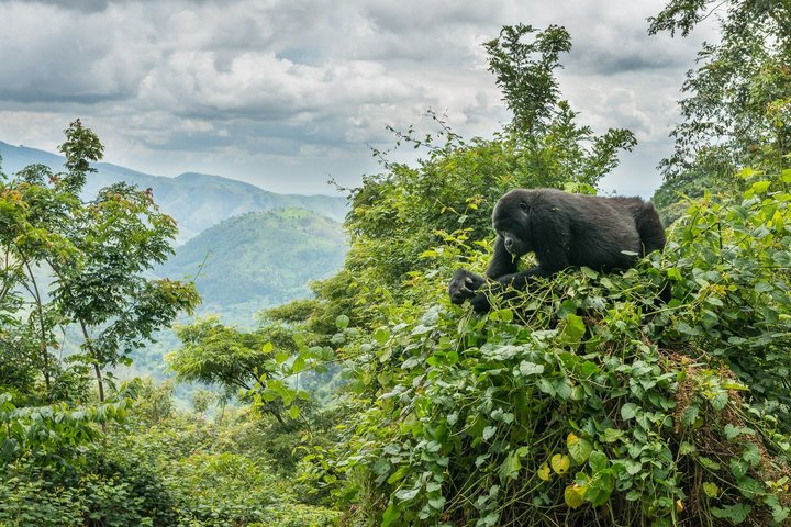 Berggorilla auf einem Baum in Uganda
