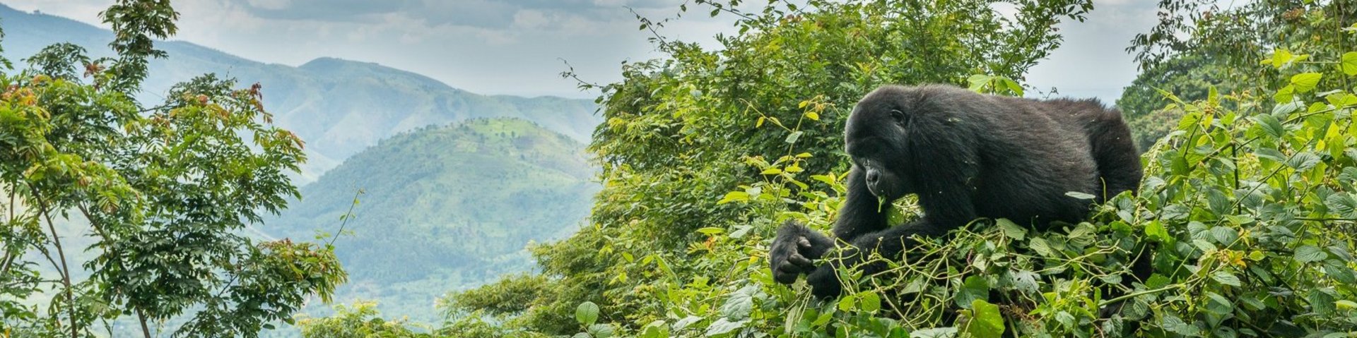 Berggorilla auf einem Baum in Uganda