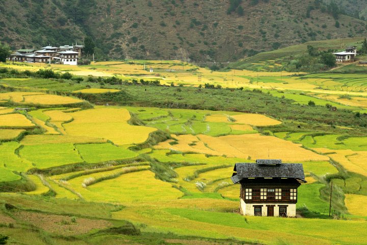 Bestellte Felder und Bauernhöfe Bhutans