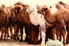 Niedliche junge Kamele in der Mongolei