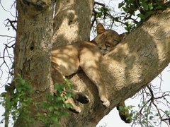 Ein Löwe liegt auf einem Baum in Uganda