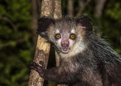 Aye-Aye, nachtaktiver Lemur auf Madagaskar