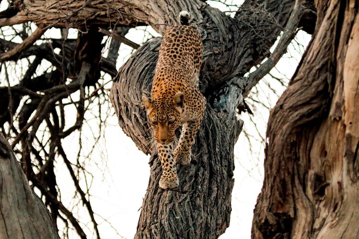 Leopard auf Baum Moremi