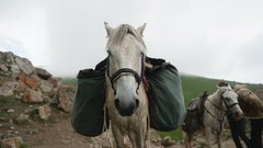 Pferde mit Packsäcken in Kirgistan