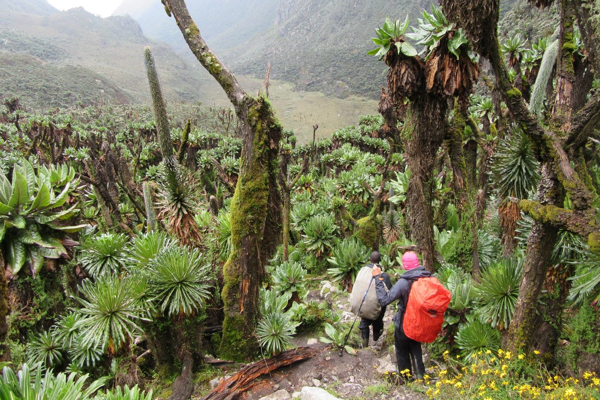 Ruwenzori-Trekking, Uganda