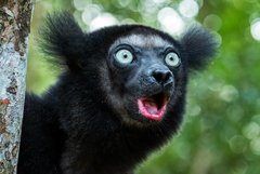 Indri - Indri im Analamazaotra-Reservat